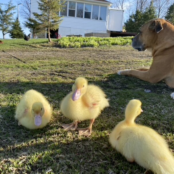 8004B634-DBA1-47DE-A00D-4D65344D86CD_1_105_c