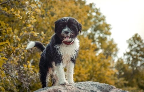 pet-friends-carniel-lodge1